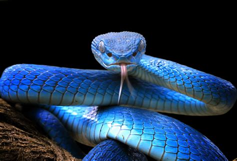  Filet de serpent: Qu'est-ce qui fait du serpent filet un reptile si fascinant ?