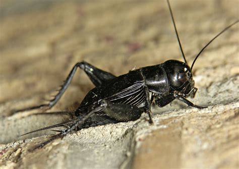  Gryllidae ! Découvrez ces insectes fascinants aux chants nocturnes envoûtants