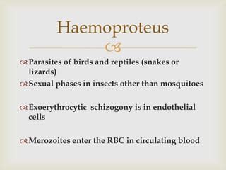  Haemoproteus: Une exploration fascinante du parasite avien qui se transmet par les moustiques !