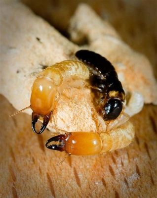  Kalotermes: Un petit insecte aux habitudes sociales étonnamment complexes et à la capacité de déconstruire des structures humaines en un rien de temps !