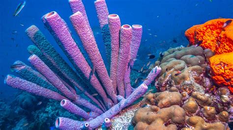  Oceanoplacenta: Découvre le Pouvoir d'Auto-Régénération de Cette Éponge Marine Fascinante !