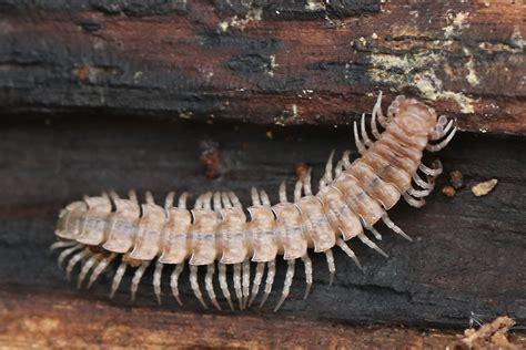  Witloof Myriapode: Une créature fascinante à la fois douce et redoutable!